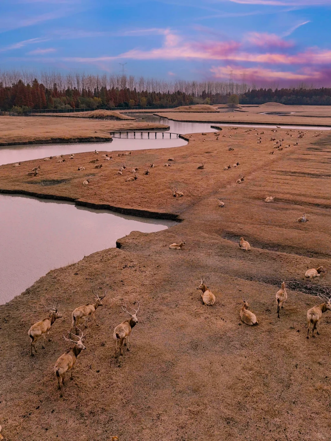 抄作业春节来泰州直接复制这条citywalk路线