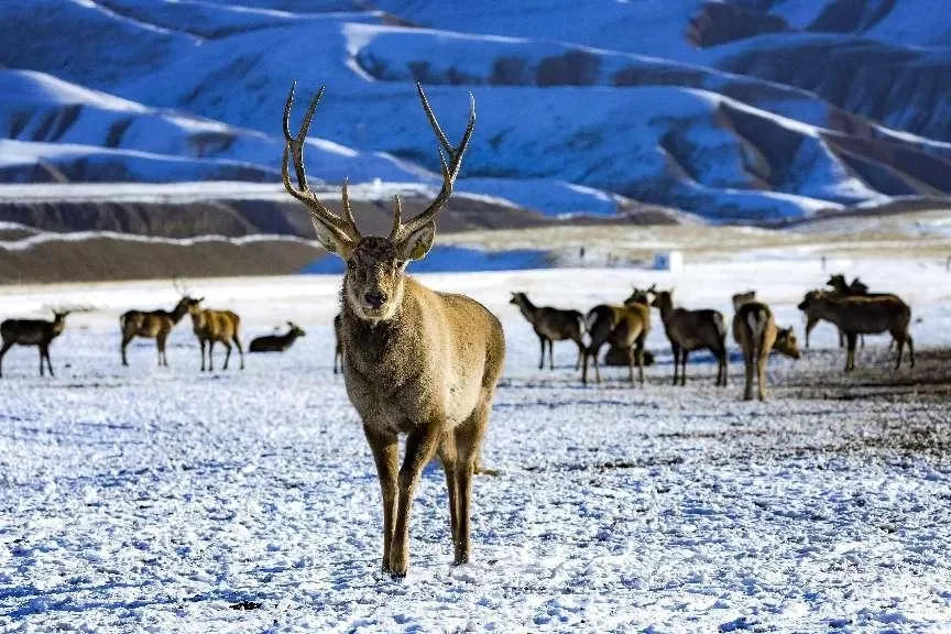 春节期间张掖景区免门票啦