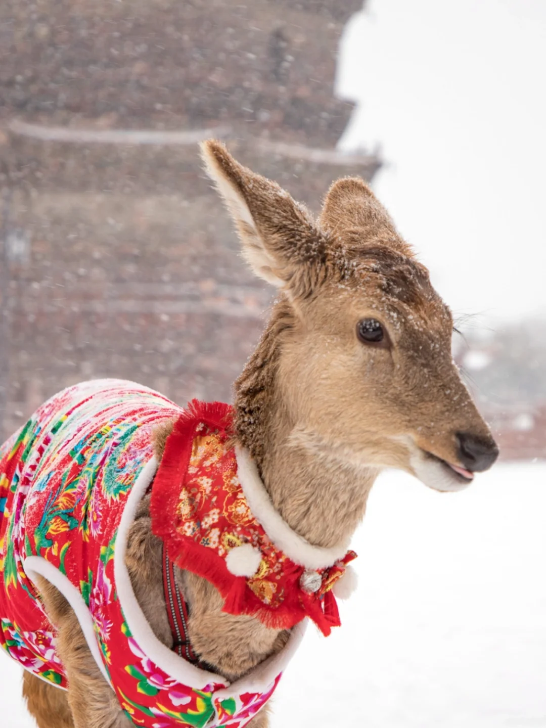 别问了！！在开封！！绝美新春打卡地！！