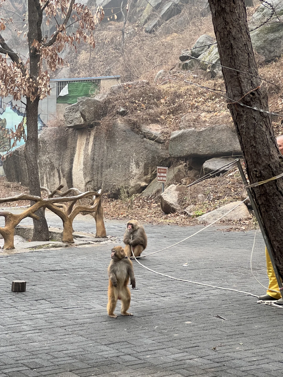 洛阳过年有地方去啦‼️猴戏表演欢笑连连