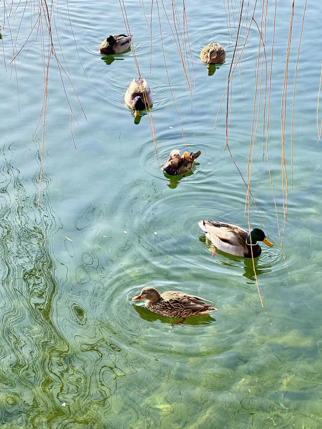 带爸妈出去旅游只适合跟团，我说的！！