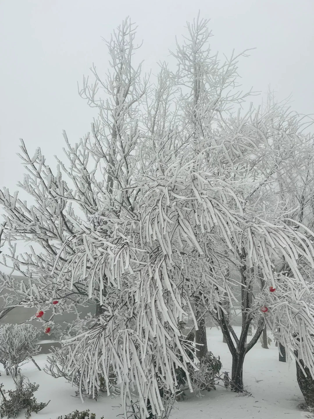 01.26庐山实况|今天下大雪啦|白雪皑皑!!!