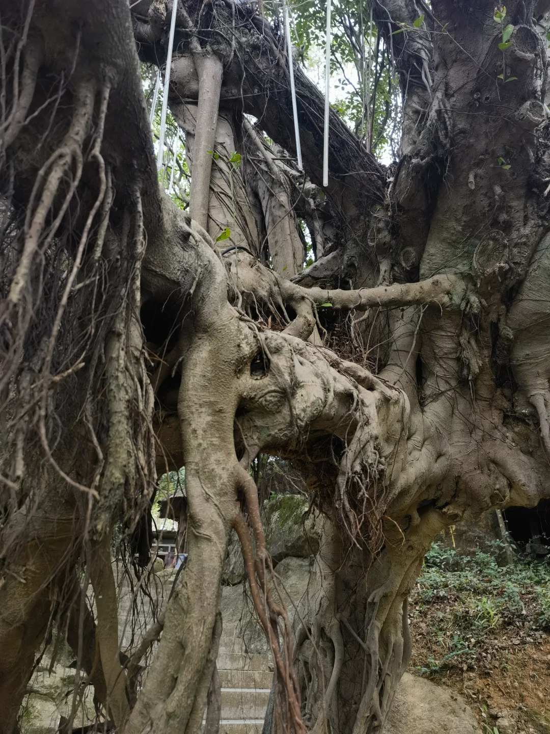 清源山I5A景区免门票是真香👌