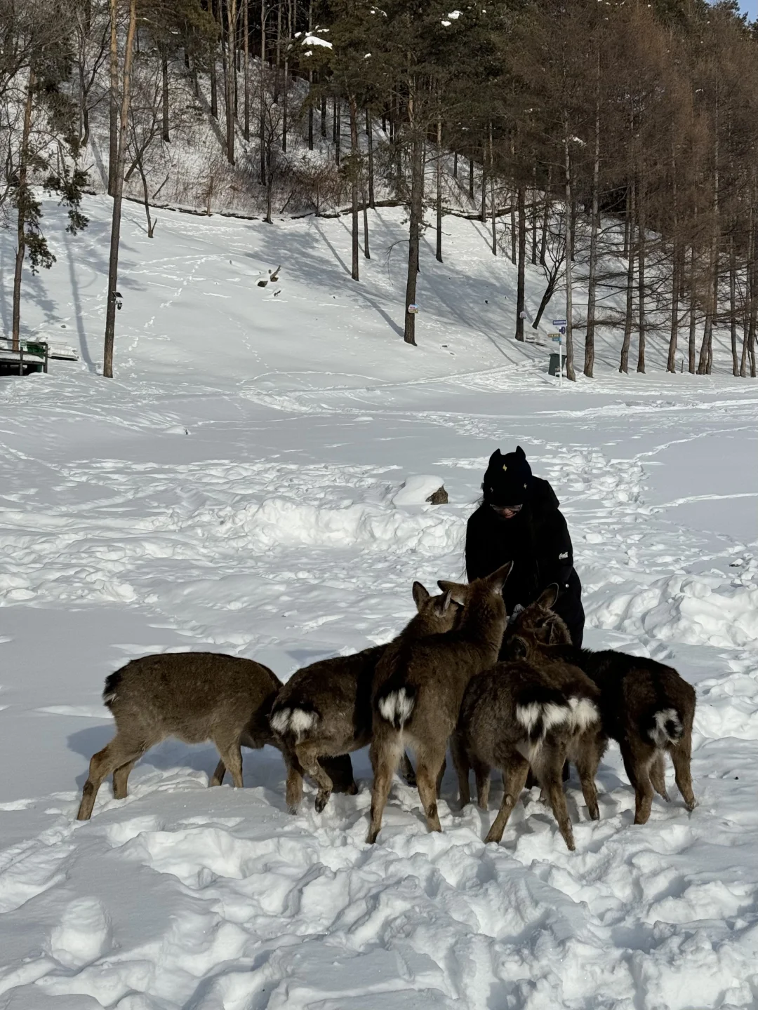 冬日反向旅游!闯入伊春的冰雪童话森林