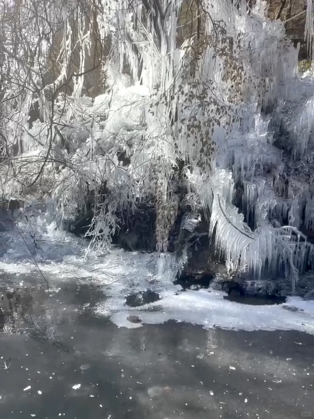 洛阳过年有地方去啦‼️猴戏表演欢笑连连