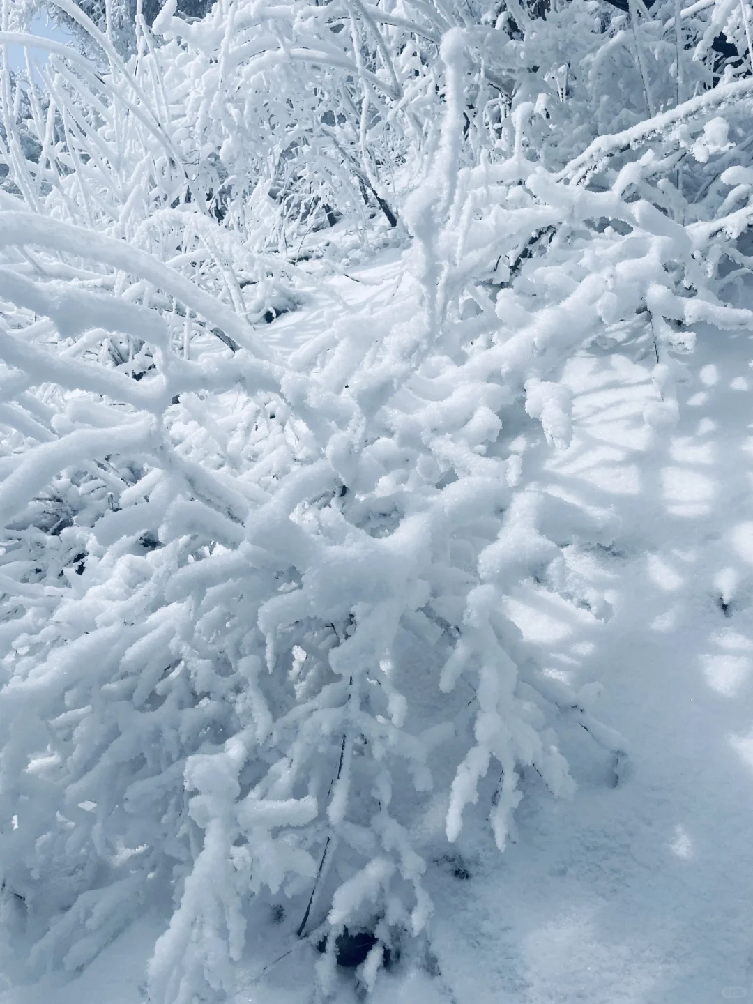 距离西安1.5小时,这里过年居然这么好玩
