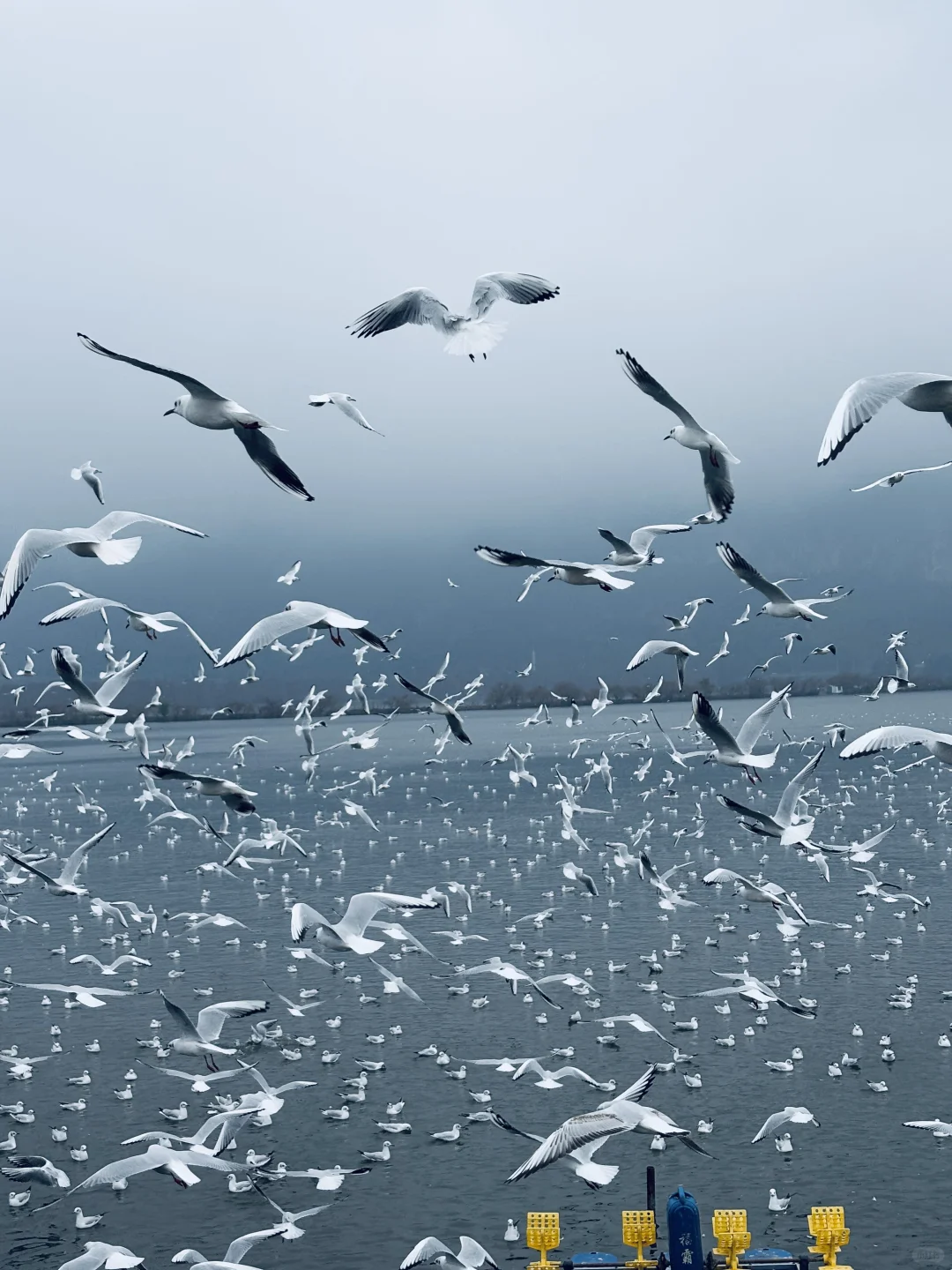 2025年的第一站，来赴约西伯利亚的海鸥💙