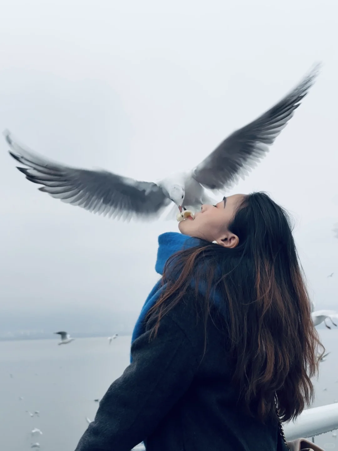 2025年的第一站，来赴约西伯利亚的海鸥💙