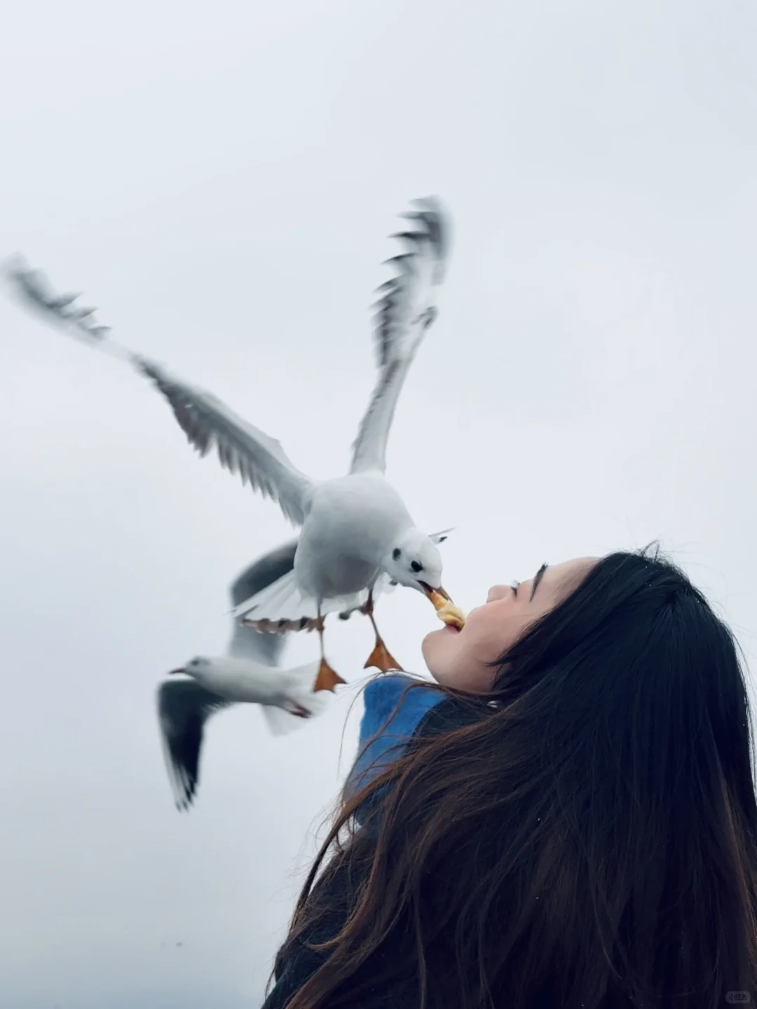 2025年的第一站，来赴约西伯利亚的海鸥💙