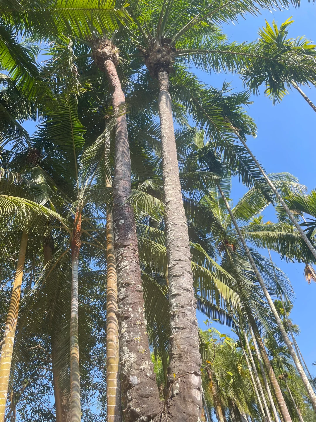 西双版纳🌴悠闲三日游攻略