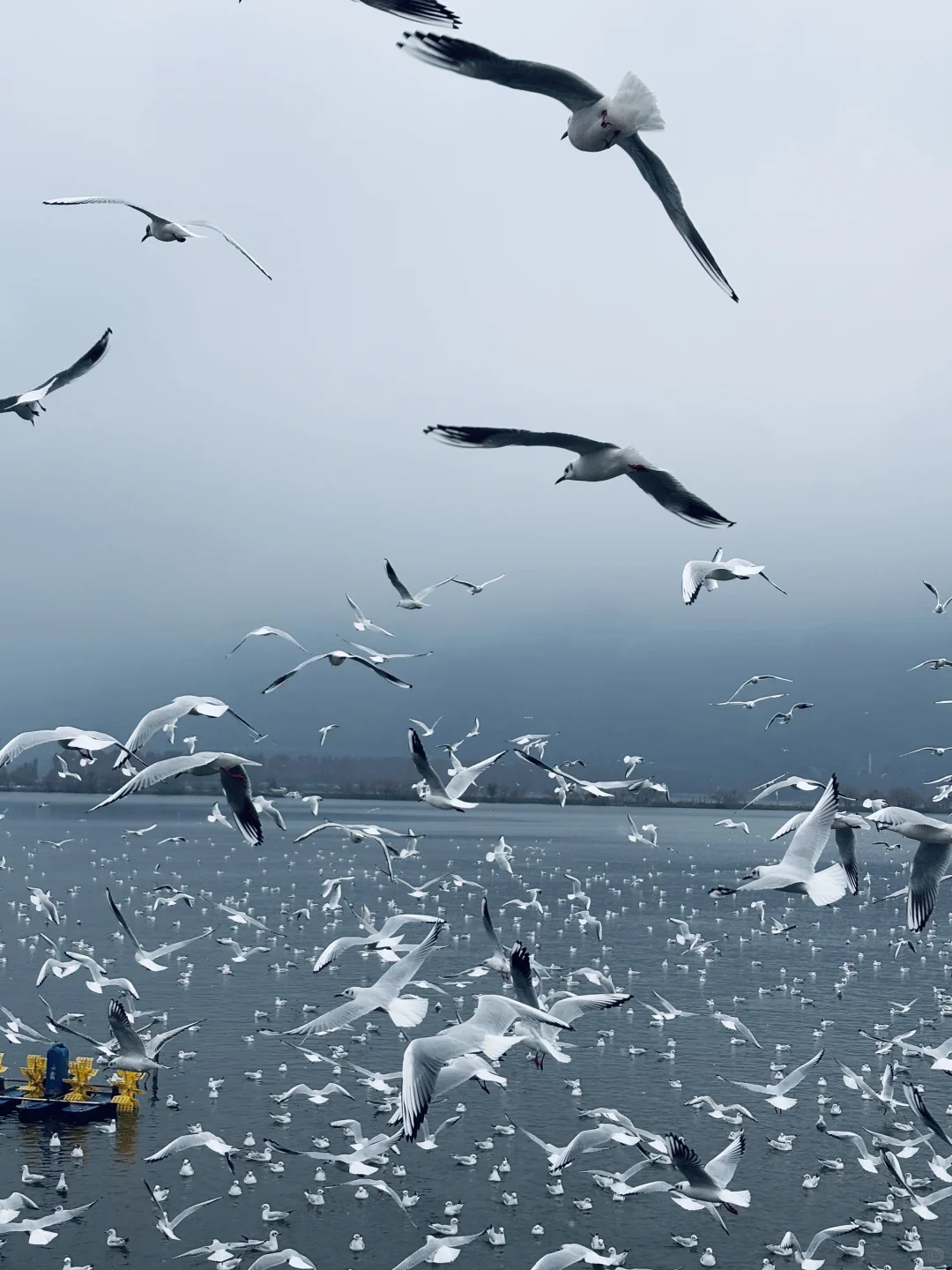 2025年的第一站，来赴约西伯利亚的海鸥💙