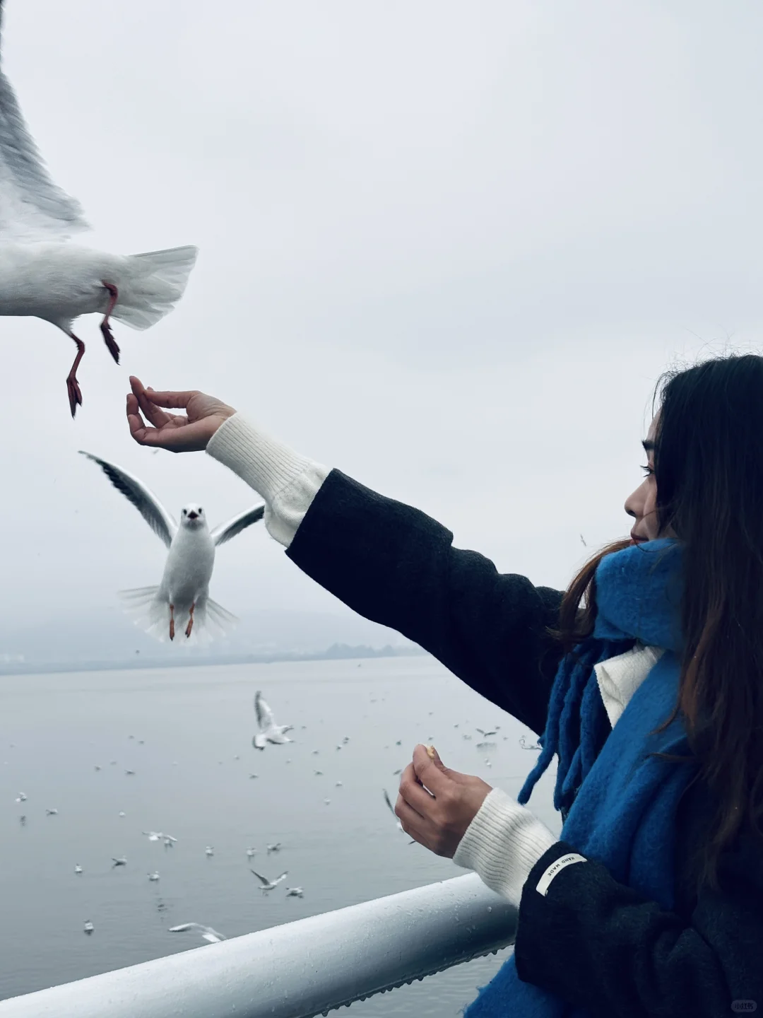 2025年的第一站，来赴约西伯利亚的海鸥💙