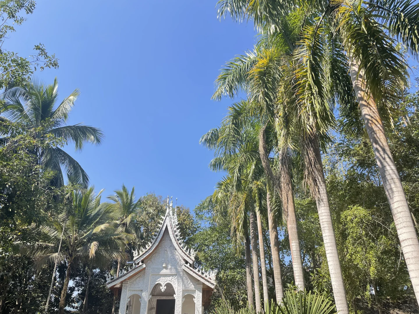 西双版纳🌴悠闲三日游攻略