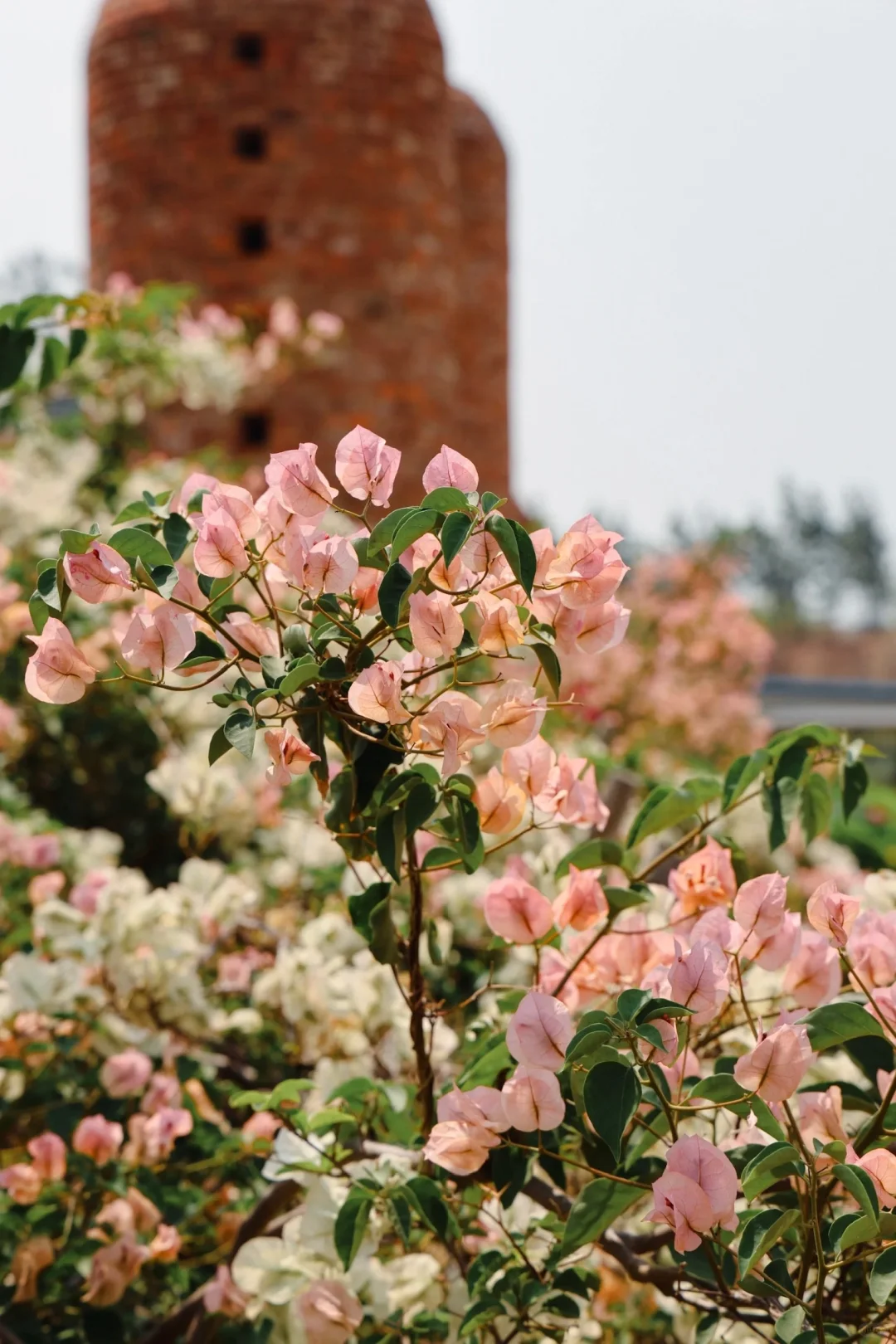 春节一定要冲21°C 的滇东南！反向旅游天花板