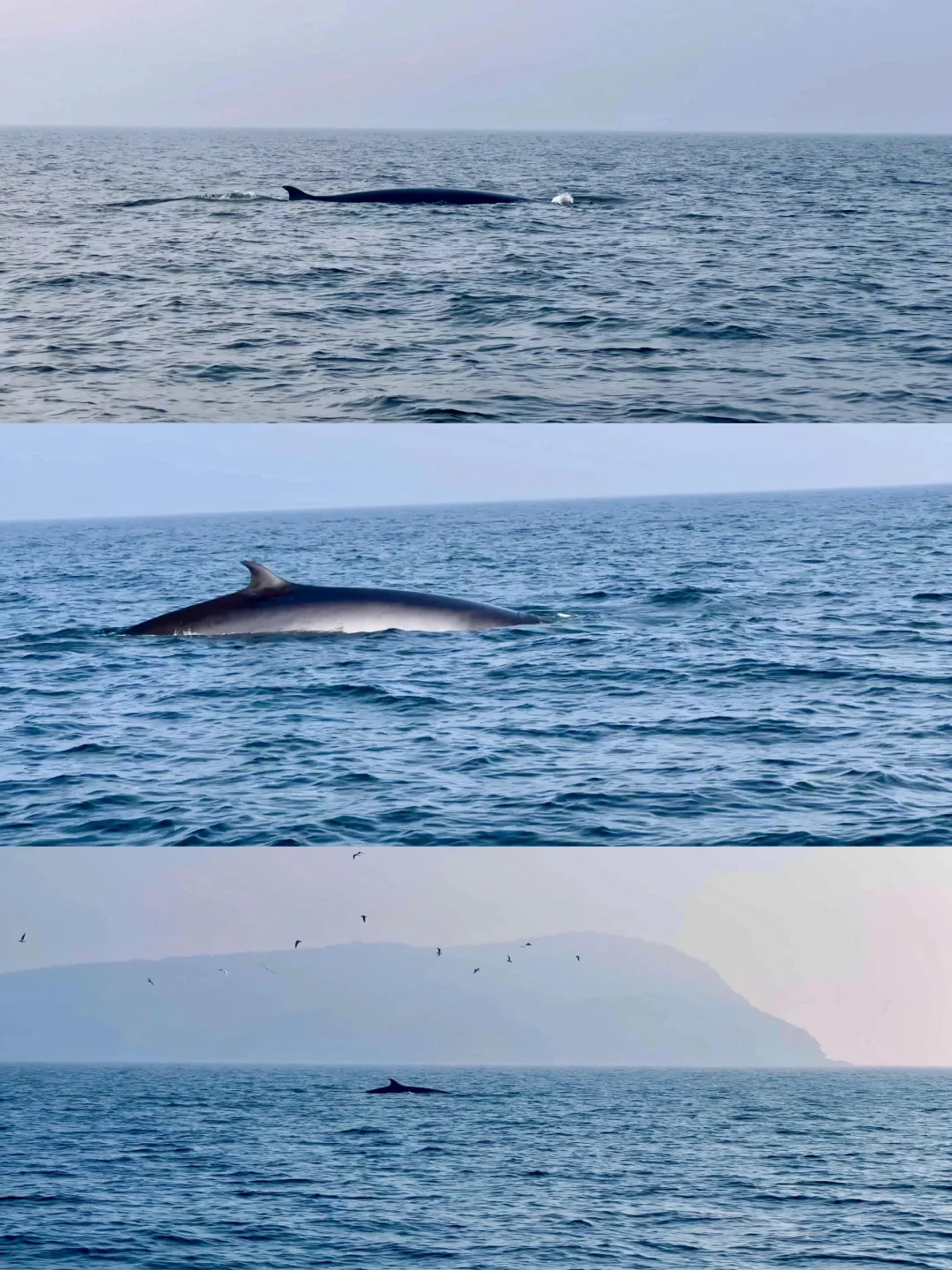 带娃避寒首选，广西崇左+北海+涠洲岛攻略！