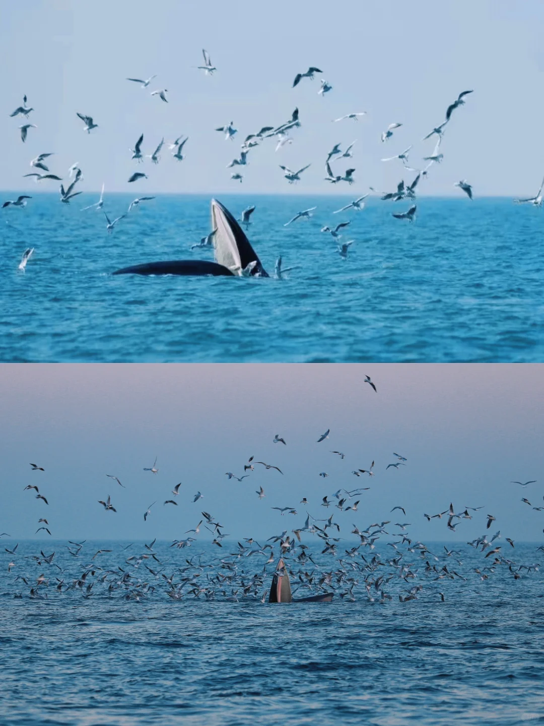 刚从涠洲岛回来！有问必答（附三天两晚攻略）