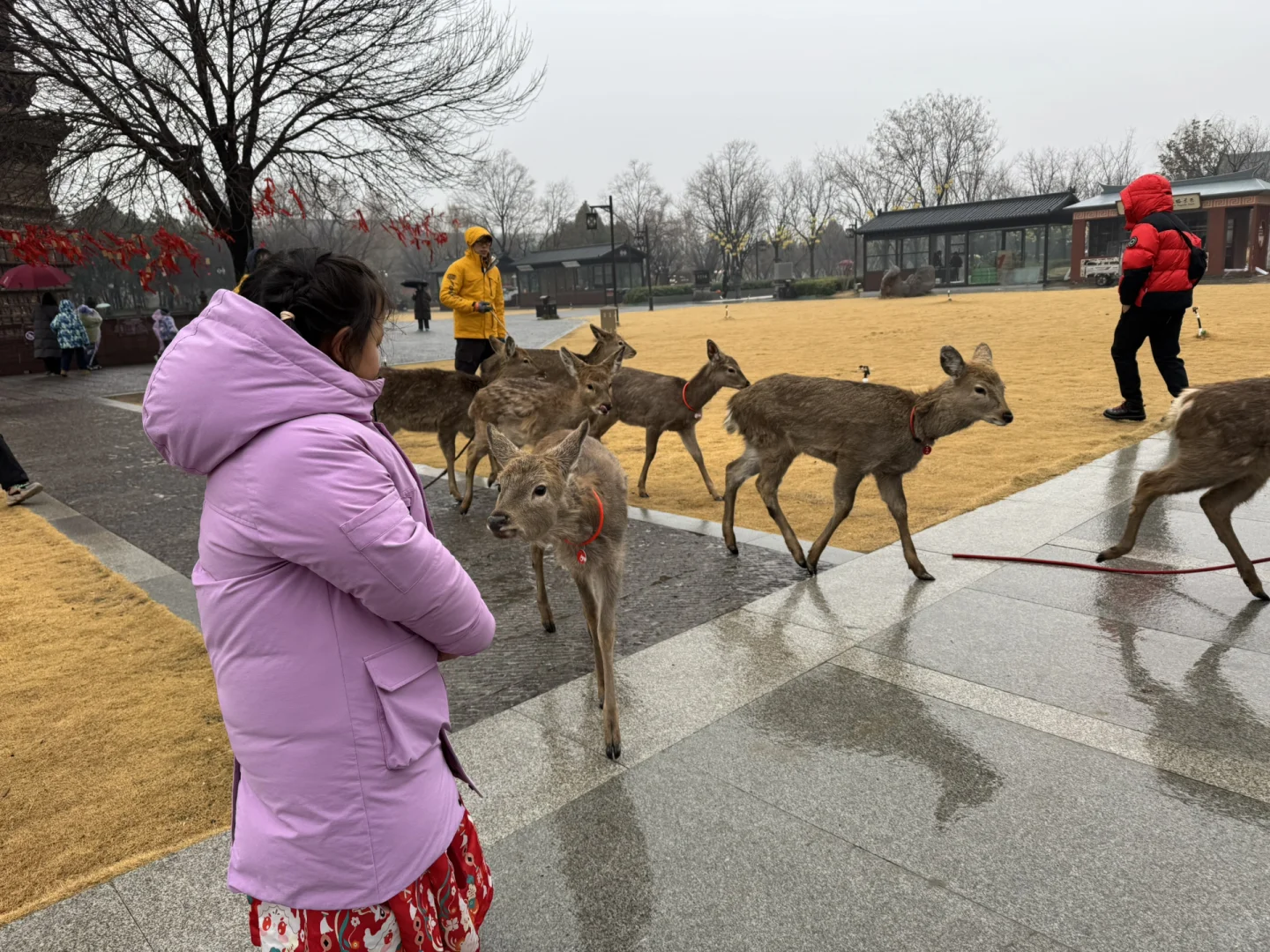 开封也太好玩了