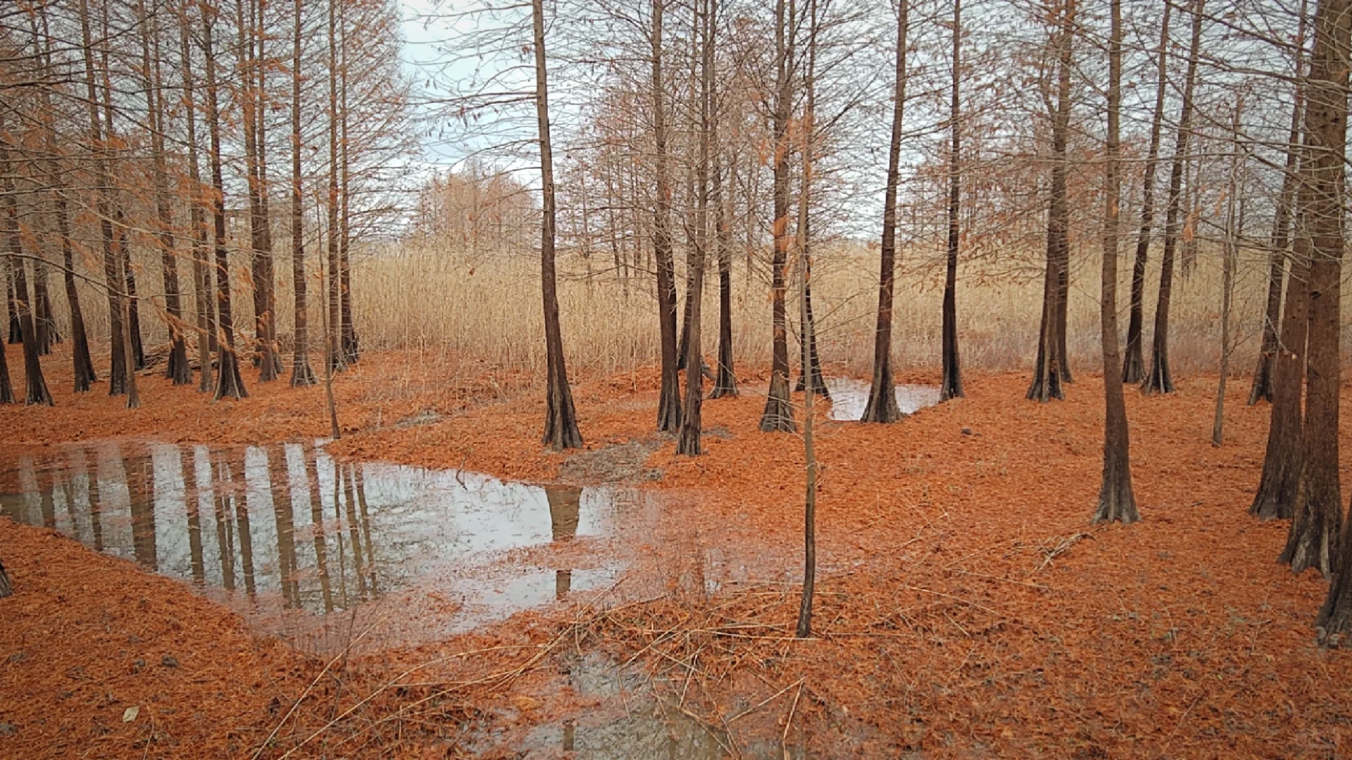 世界十大湿地之一我去过了