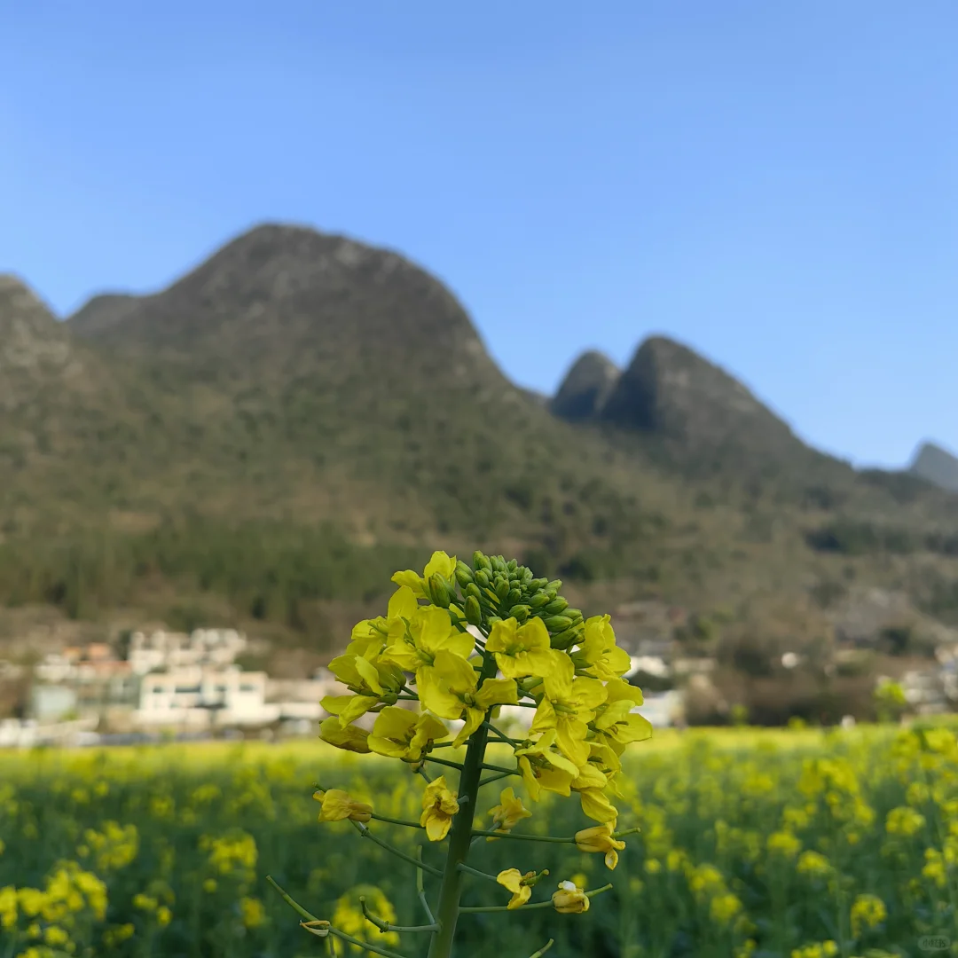 1.31的兴义万峰林