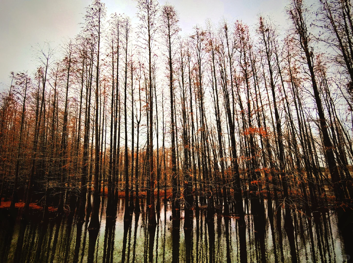 世界十大湿地之一我去过了