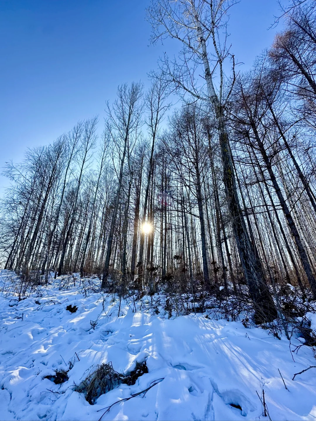 哈尔滨包车旅游!12-2月怎么玩!!速存