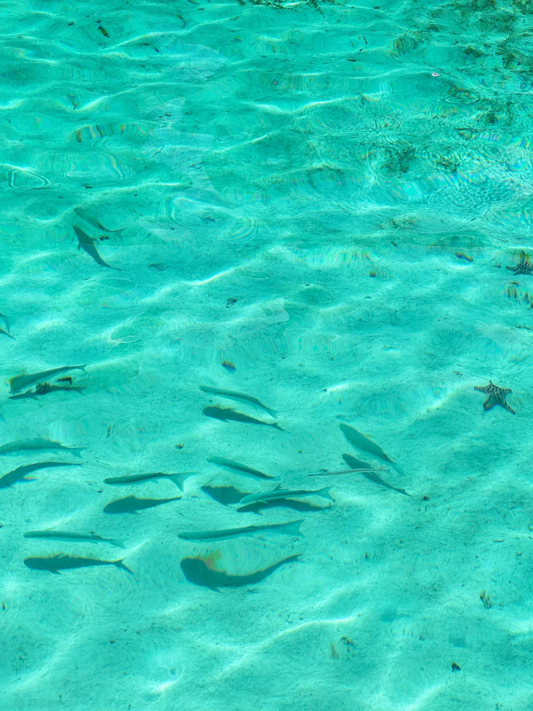 两个抠搜女生仙本那已回，听听我的真实感受