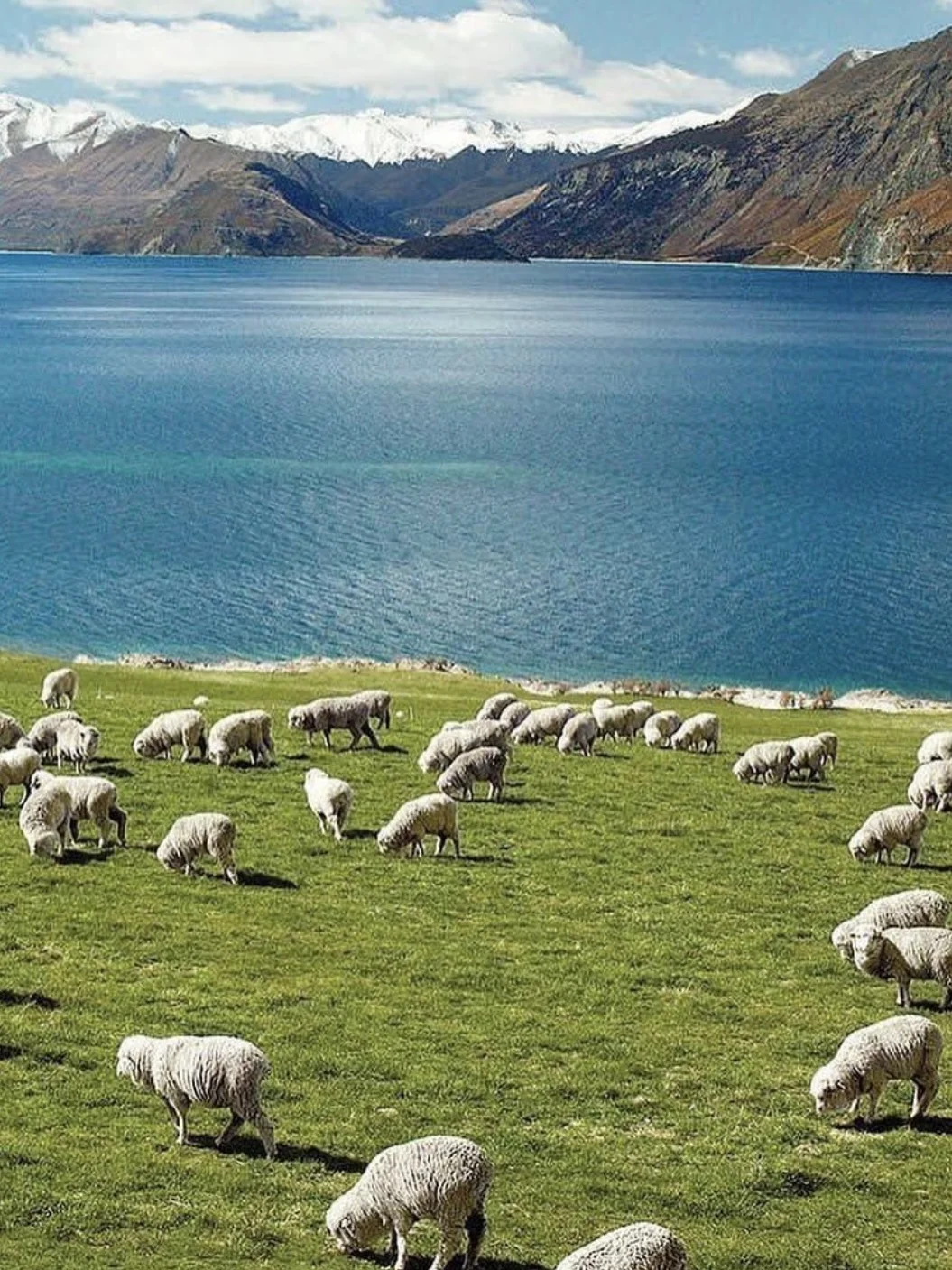 2025版🔥新西兰旅游👉不踩雷攻略！！