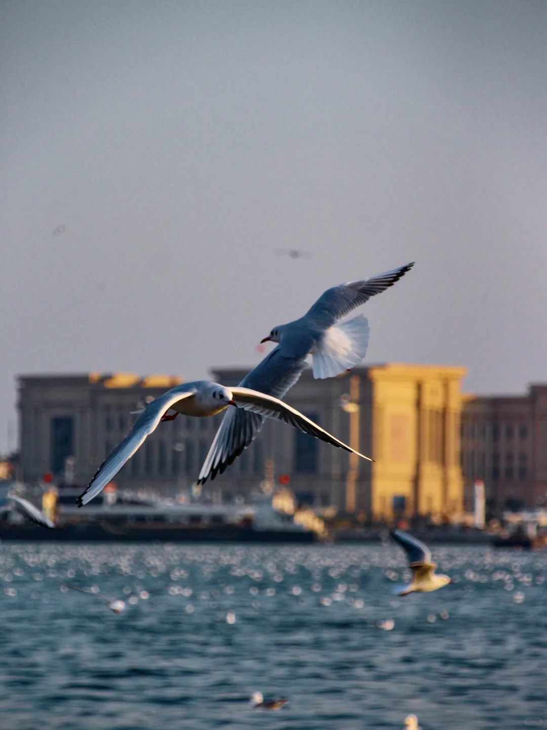 青岛｜圣劳伦斯河畔