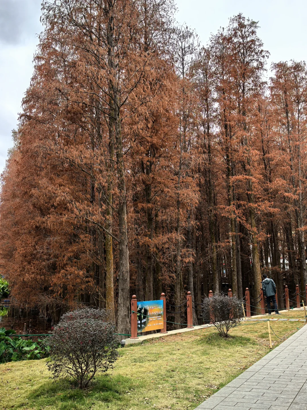 邂逅一片落羽杉🍂
