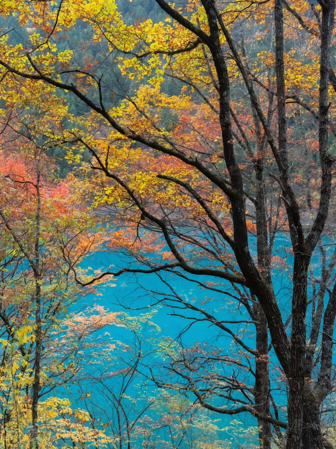 九寨沟淡季vs旺季‼看完再决定什么时候去