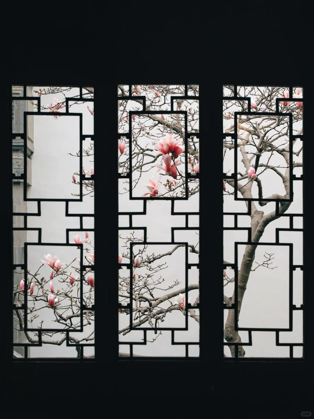 接下来的苏州，是万万次的春和景明🌸