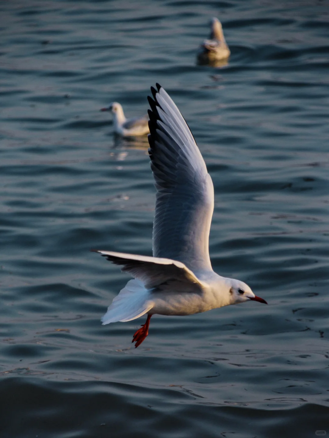 青岛｜圣劳伦斯河畔