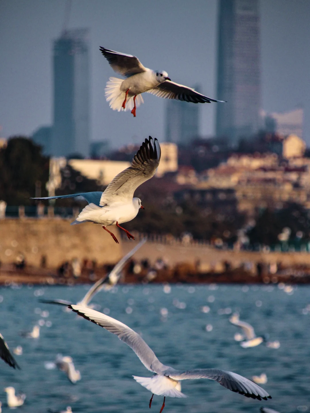 青岛｜圣劳伦斯河畔
