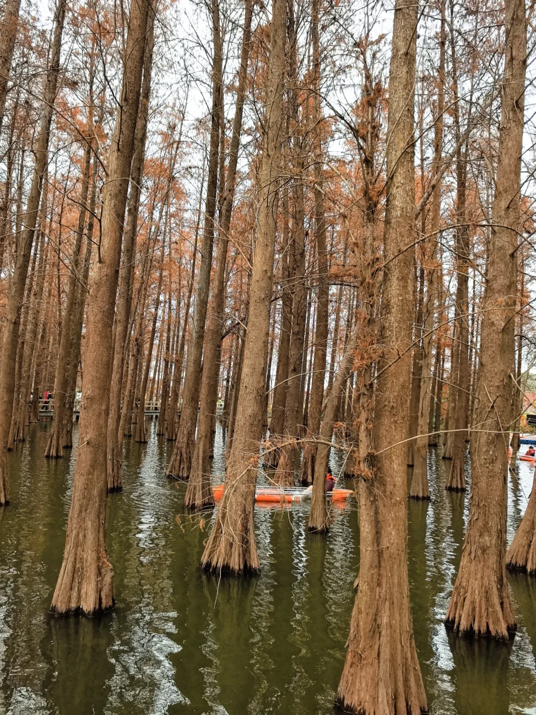 邂逅一片落羽杉🍂