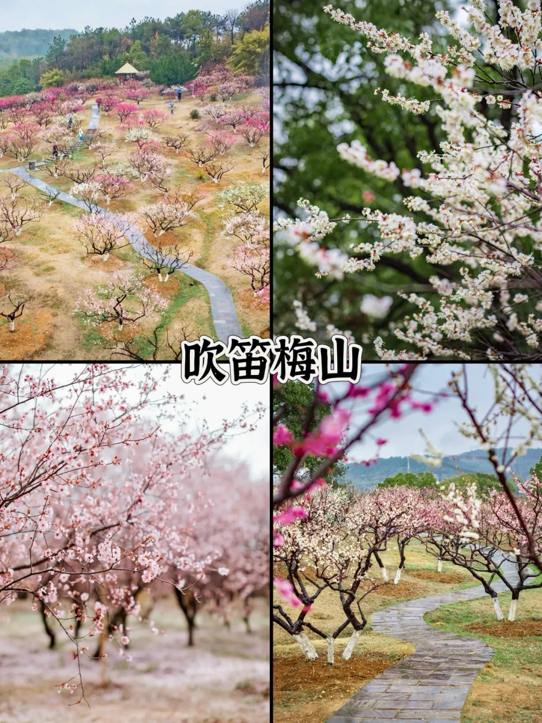 人生建议❗️1-2月在武汉不可错过的6️⃣处腊梅