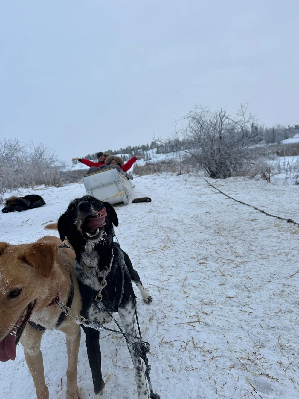 ✨透明玻璃屋看极光+狗拉雪橇+冰上捕鱼