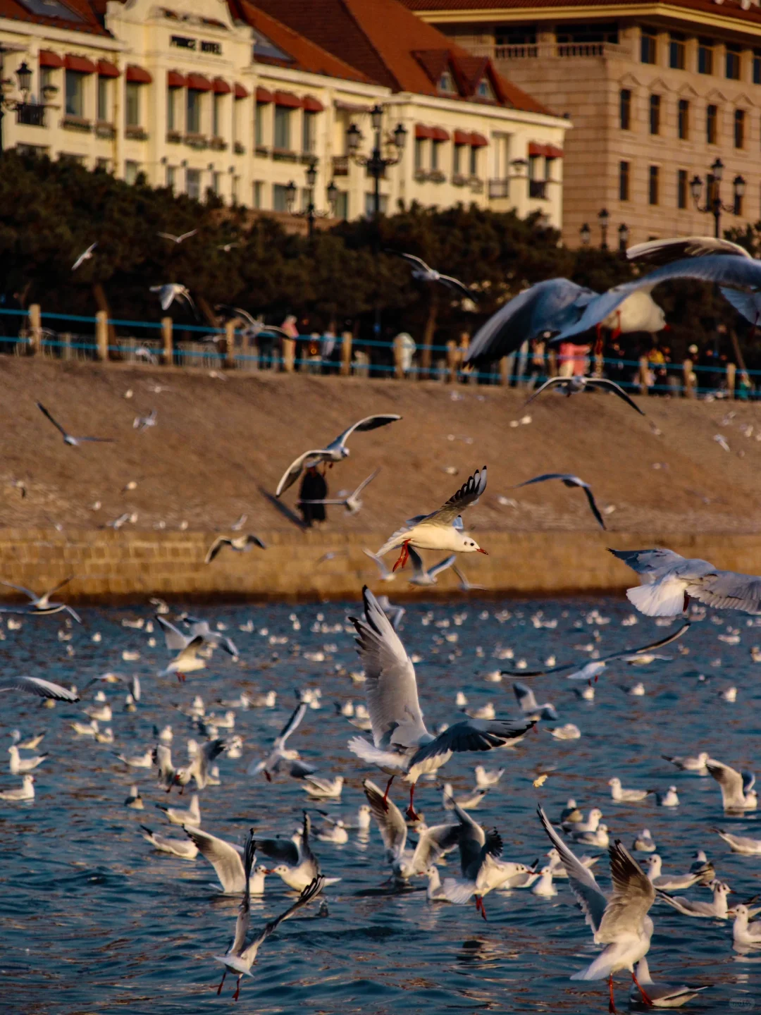 在青岛看到人生海鸟🐦
