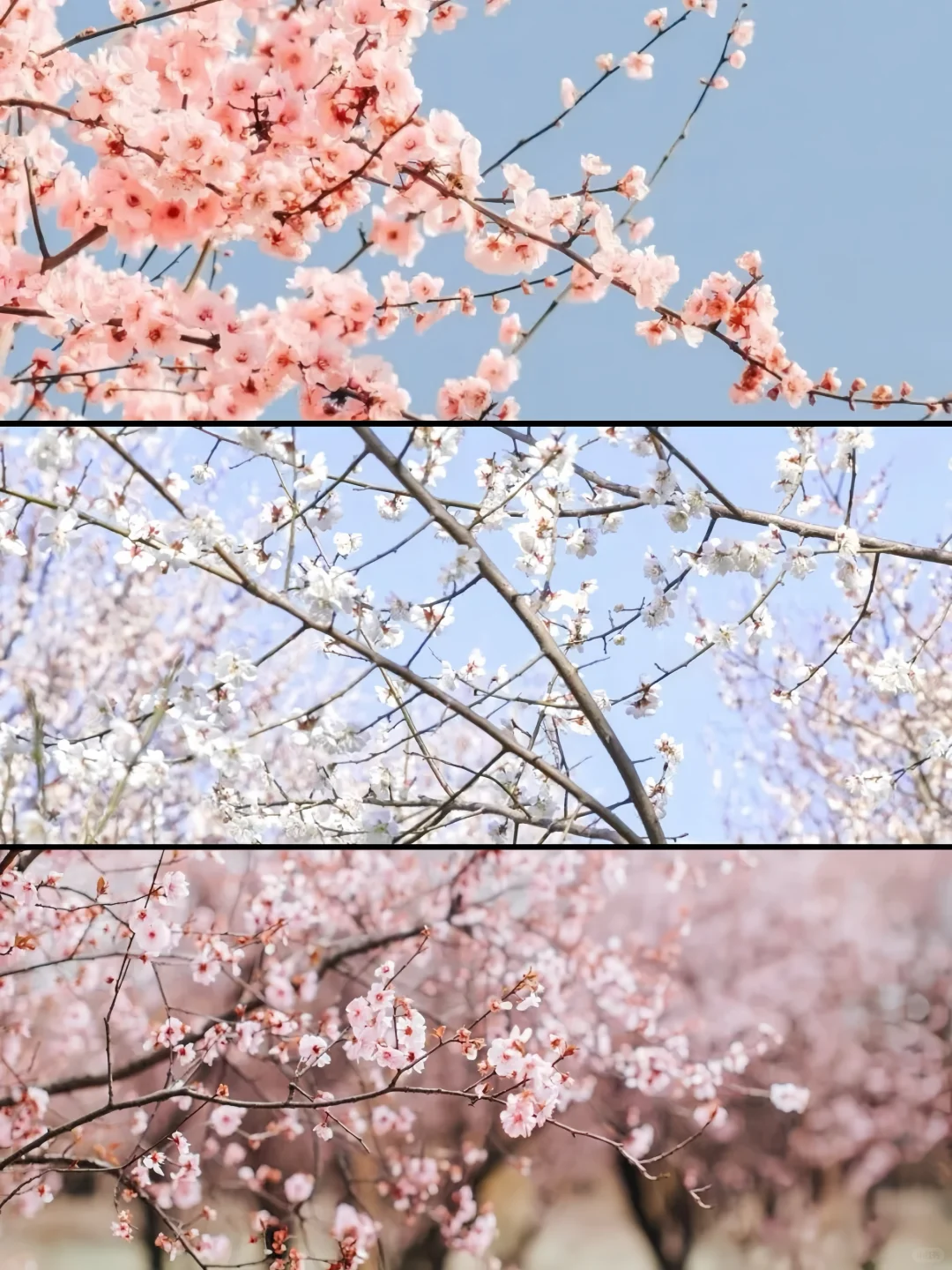 人生建议❗️1-2月在武汉不可错过的6️⃣处腊梅