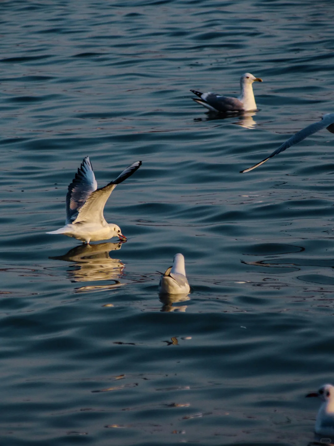 青岛｜圣劳伦斯河畔