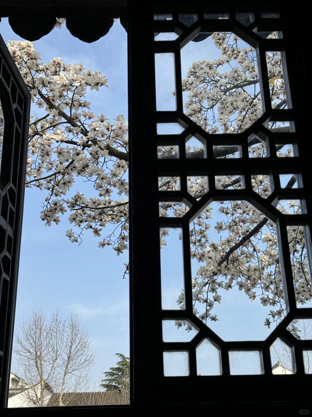 接下来的苏州，是万万次的春和景明🌸