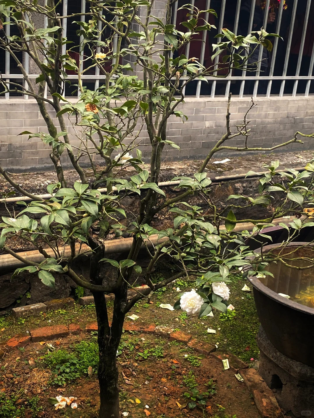 这应该就是广东版【春和景明】