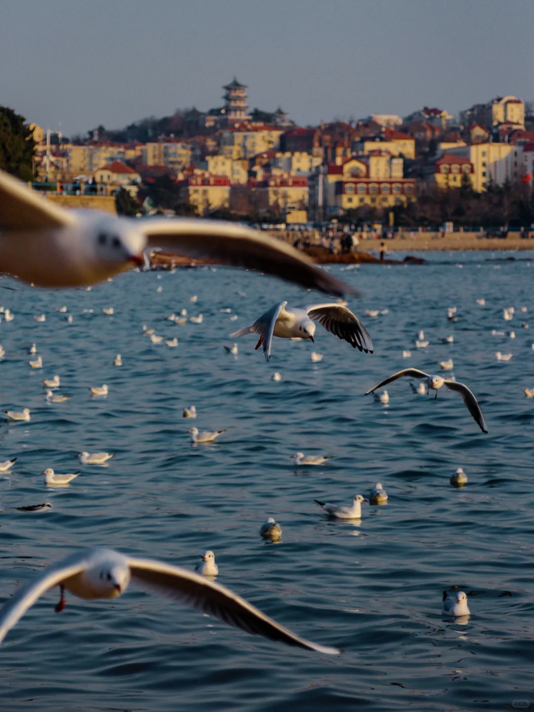 青岛｜圣劳伦斯河畔