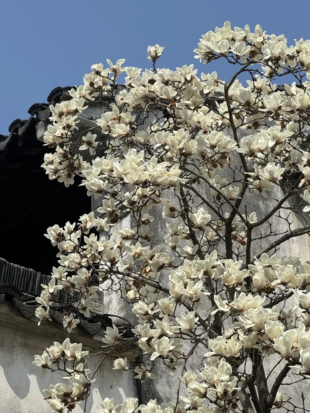 接下来的苏州，是万万次的春和景明🌸