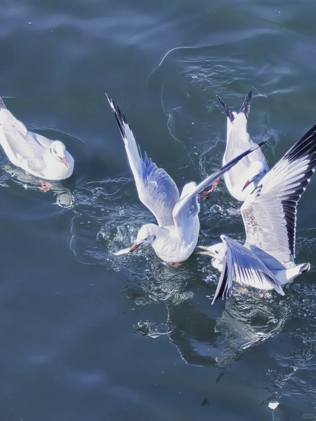 终于带父母从云南跟团已回,真心不建议。。