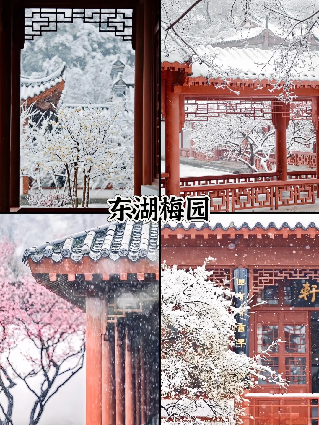 人生建议❗️1-2月在武汉不可错过的6️⃣处腊梅