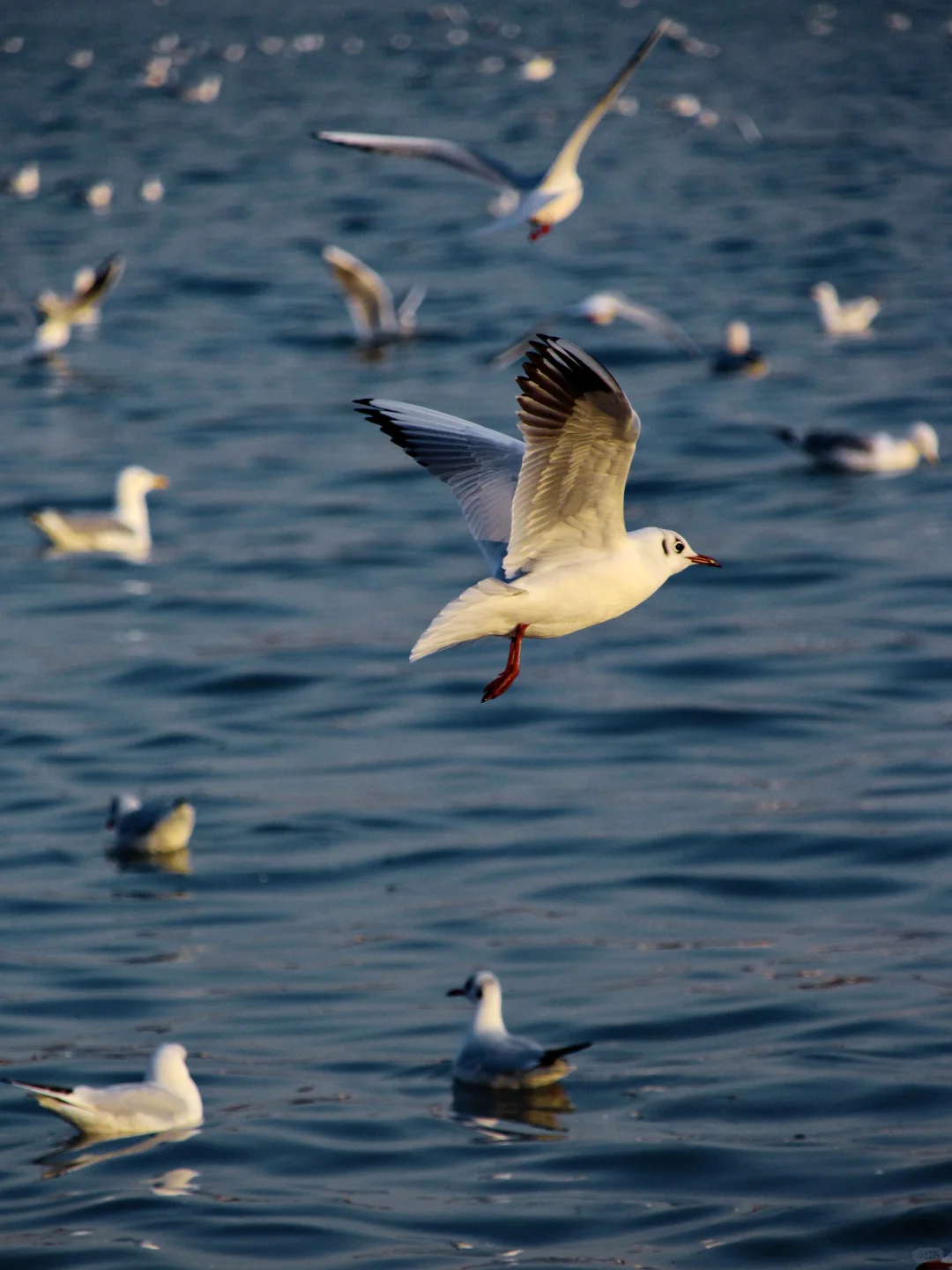 青岛｜圣劳伦斯河畔