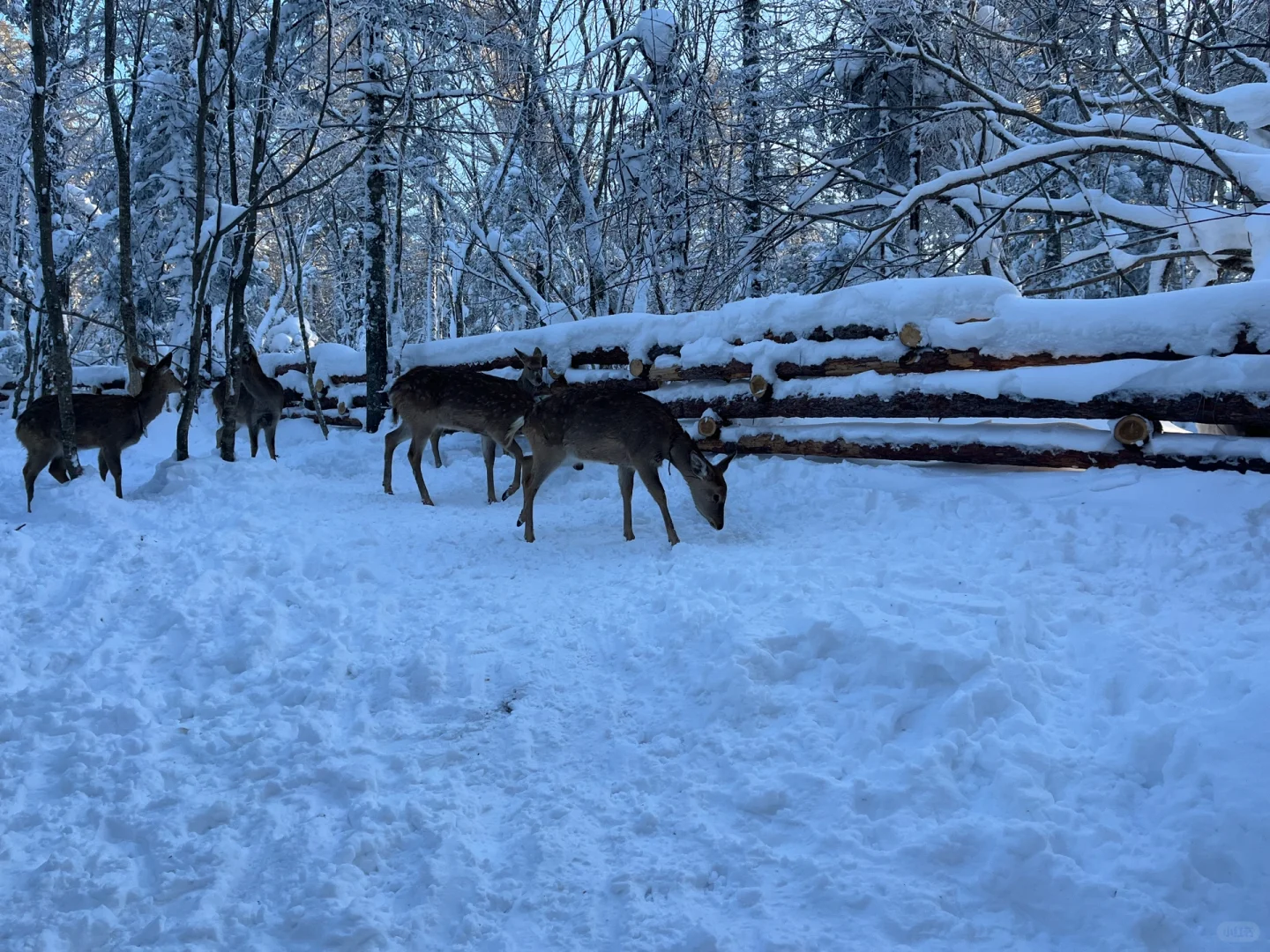 老里克湖这种景点大可不必去，真的！！！