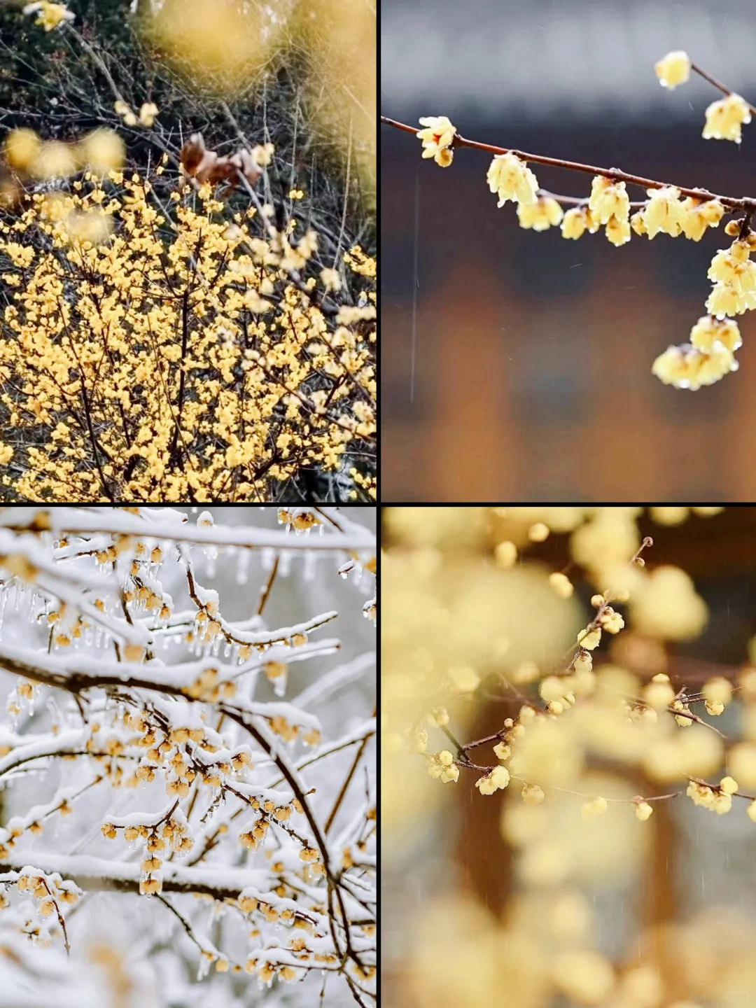 人生建议❗️1-2月在武汉不可错过的6️⃣处腊梅