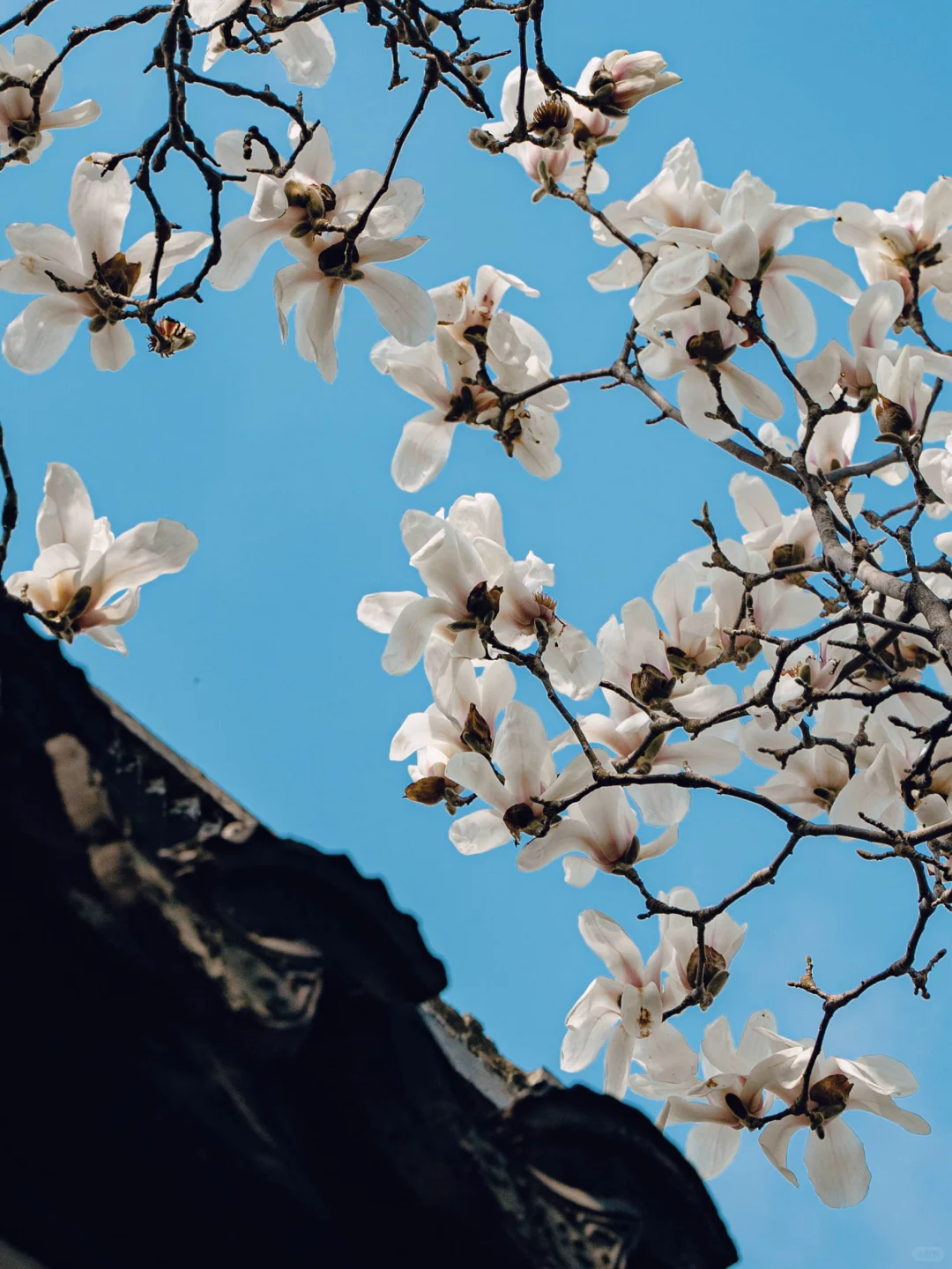 接下来的苏州，是万万次的春和景明🌸