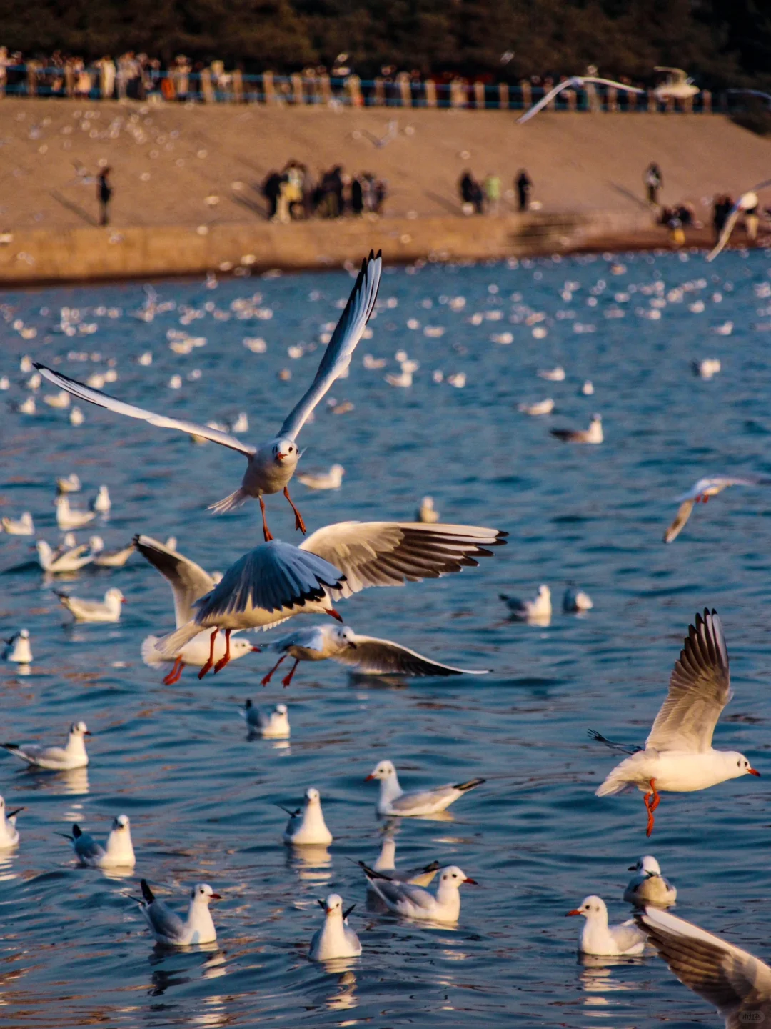 青岛｜圣劳伦斯河畔